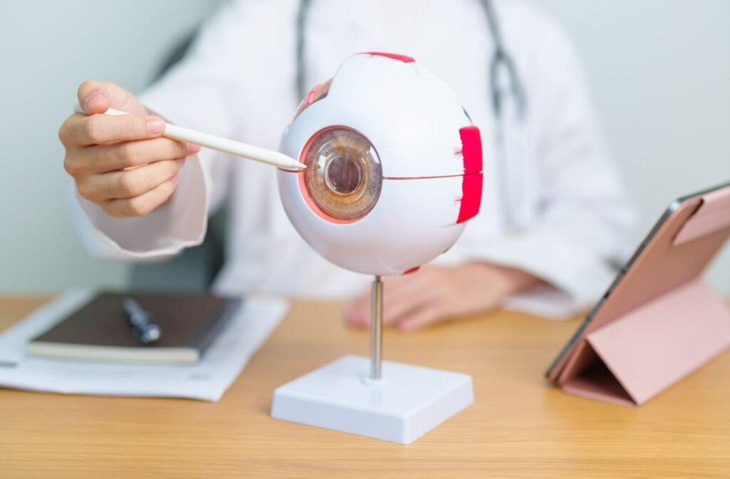 Doctor using a pointer to demonstrate parts of the eye on a large anatomical eye model at a desk.